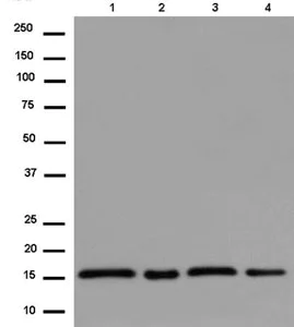 Western blot - Anti-MAGOH+MAGOHB antibody [EPR14037] - BSA and Azide free (AB250207)