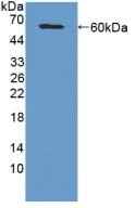 Western blot - Anti-MAGP1 antibody (AB231627)
