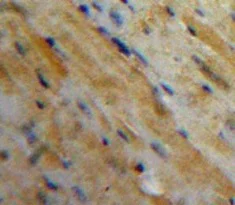 Immunohistochemistry (Formalin/PFA-fixed paraffin-embedded sections) - Anti-MAGP2 antibody (AB232846)