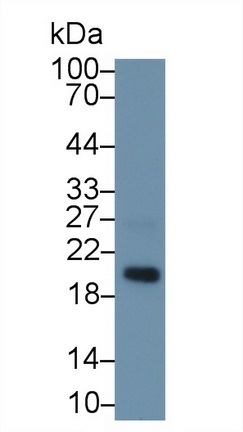 Western blot - Anti-MAGP2 antibody (AB232846), expandable thumbnail