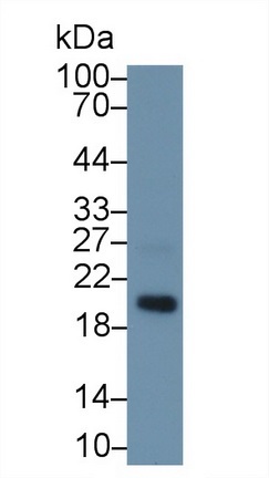 Western blot - Anti-MAGP2 antibody (AB232846), expandable thumbnail