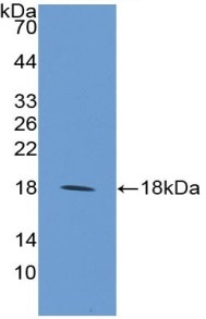 Western blot - Anti-MAGP2 antibody (AB232846), expandable thumbnail