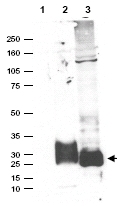 Western blot - Anti-MAGP2 antibody (AB47826)