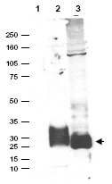 Western blot - Anti-MAGP2 antibody (AB47826)
