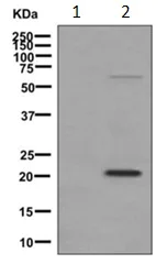 Western blot - Anti-MAGP2 antibody [EPCSUR1] - BSA and Azide free (AB249642)