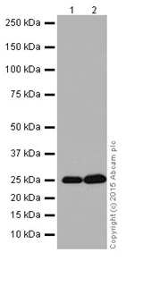 Western blot - Anti-MAGP2 antibody [EPR17581] (AB203828), expandable thumbnail