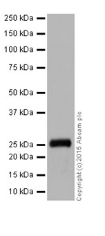 Western blot - Anti-MAGP2 antibody [EPR17581] (AB203828), expandable thumbnail