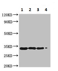 Western blot - Anti-Major pollen allergen Bet v 1-A protein antibody (AB225687)