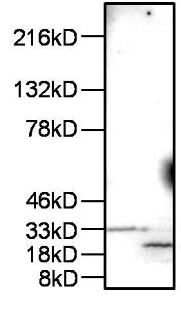 Western blot - Anti-MAL antibody (AB15418)