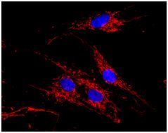 Immunocytochemistry/ Immunofluorescence - Malate Dehydrogenase 2 (MDH2) Activity Assay (AB119693), expandable thumbnail