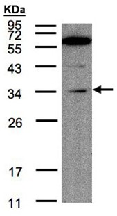 Western blot - Anti-Malectin antibody (AB97616)