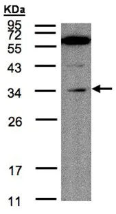 Western blot - Anti-Malectin antibody (AB97616)