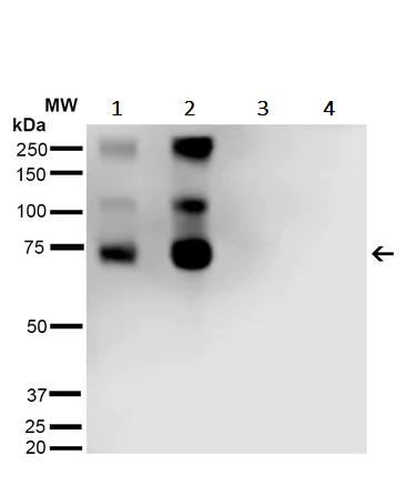 Western blot - Anti-Malondialdehyde antibody [11E3] (AB243066)