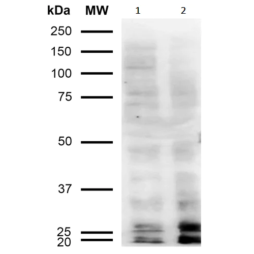 Western blot - Anti-Malondialdehyde antibody [11E3] (AB243066)