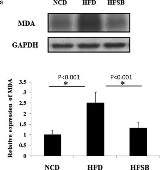 Western blot - Anti-Malondialdehyde antibody (AB27642)
