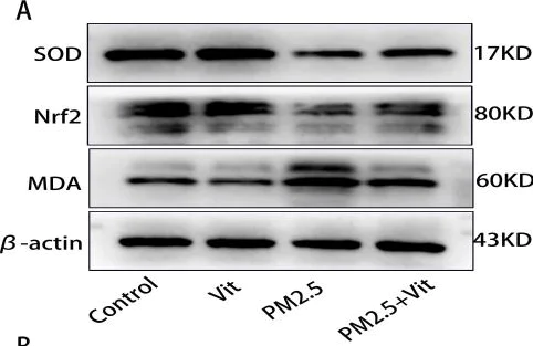 Western blot - Anti-Malondialdehyde antibody (AB27642)