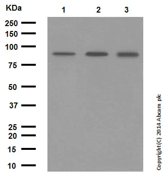 Western blot - Anti-MALT1/MLT antibody [EP603Y] (AB33921)