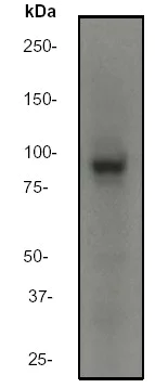 Western blot - Anti-MALT1/MLT antibody [EP603Y] (AB33921)