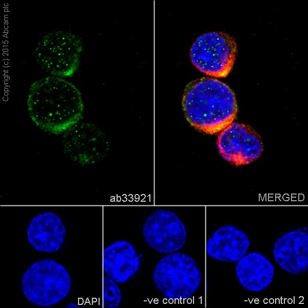 Immunocytochemistry/ Immunofluorescence - Anti-MALT1/MLT antibody [EP603Y] - BSA and Azide free (AB239823)