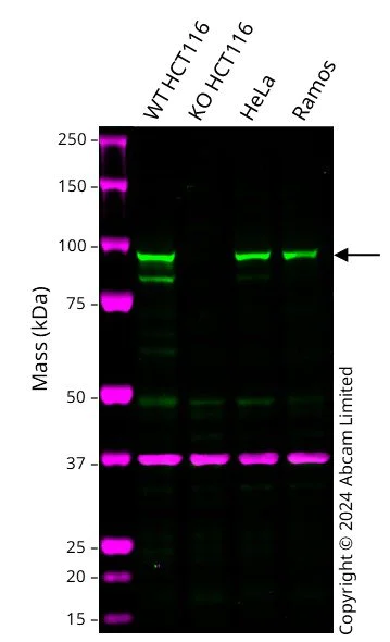 Western blot - Anti-MALT1/MLT antibody [EP603Y] - BSA and Azide free (AB239823)