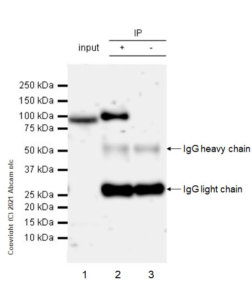 Immunoprecipitation - Anti-MALT1/MLT antibody [EPR24445-129] - BSA and Azide free (AB283590), expandable thumbnail