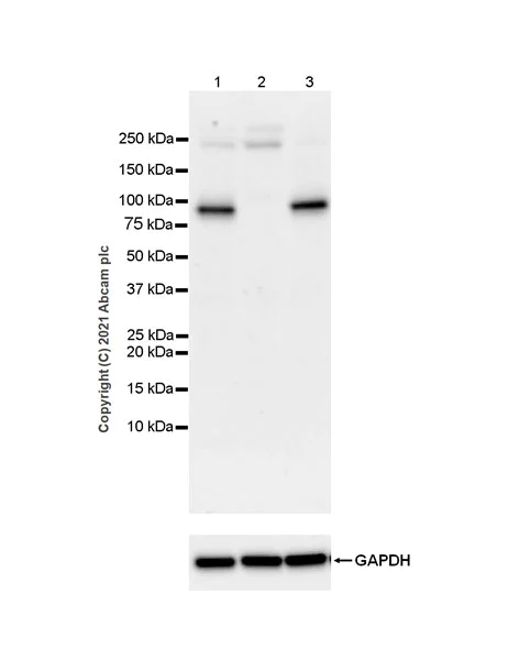Western blot - Anti-MALT1/MLT antibody [EPR24445-129] - BSA and Azide free (AB283590)