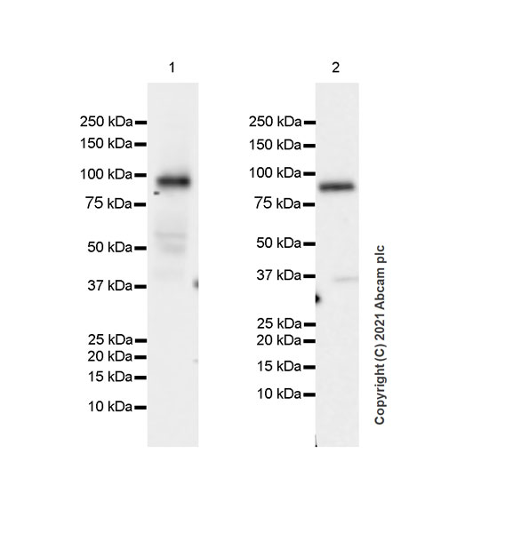Western blot - Anti-MALT1/MLT antibody [EPR24445-129] - BSA and Azide free (AB283590), expandable thumbnail