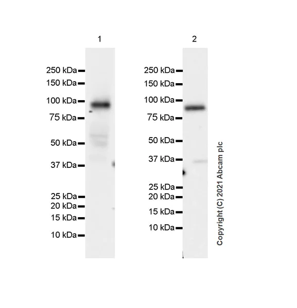 Western blot - Anti-MALT1/MLT antibody [EPR24445-129] - BSA and Azide free (AB283590)