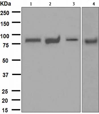 Western blot - Anti-MALT1/MLT antibody [EPR604] (AB109724)