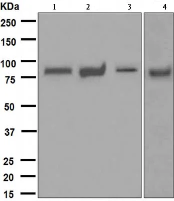 Western blot - Anti-MALT1/MLT antibody [EPR604] (AB109724)