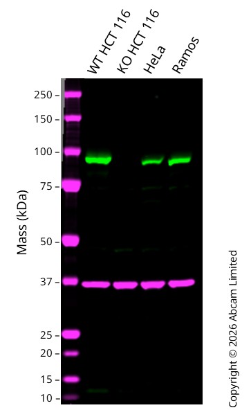 Western blot - Anti-MALT1/MLT antibody [EPR604] (AB109724)