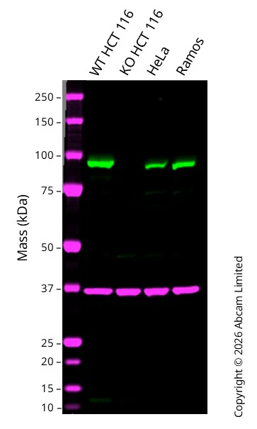 Western blot - Anti-MALT1/MLT antibody [EPR604] (AB109724)