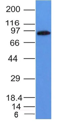Western blot - Anti-MALT1/MLT antibody [MT1/410] - BSA and Azide free (AB212285)