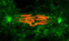 Immunocytochemistry/ Immunofluorescence - Anti-Maltose Binding Protein antibody (AB9084), expandable thumbnail