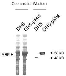 Western blot - Anti-Maltose Binding Protein antibody (AB9084)