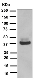 Western blot - Anti-Maltose Binding Protein antibody [EPR4744] (AB119994), expandable thumbnail