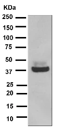 Western blot - Anti-Maltose Binding Protein antibody [EPR4744] - BSA and Azide free (AB247952)