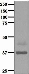 Western blot - Anti-Maltose Binding Protein antibody [EPR4745] (AB133308)