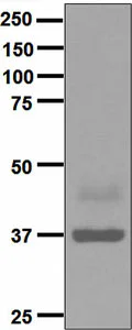 Western blot - Anti-Maltose Binding Protein antibody [EPR4745] - BSA and Azide free (AB248461)