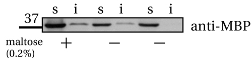 Western blot - Anti-Maltose Binding Protein antibody [R29.6] (AB65)