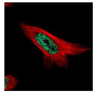 Immunocytochemistry/ Immunofluorescence - Anti-MAML1 antibody - N-terminal (AB155786)