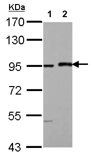 Western blot - Anti-MAML1 antibody - N-terminal (AB155786)