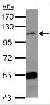 Western blot - Anti-MAML1 antibody - N-terminal (AB155786)