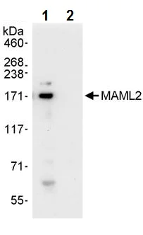 Immunoprecipitation - Anti-MAML2 antibody (AB245612)