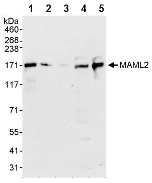 Western blot - Anti-MAML2 antibody (AB245612)