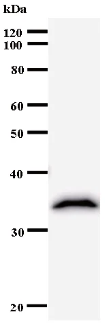 Western blot - Anti-MAML3 antibody [797C2a] (AB53221)