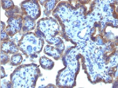 Immunohistochemistry (Formalin/PFA-fixed paraffin-embedded sections) - Anti-MAML3 antibody [MAML3/1303] (AB218492), expandable thumbnail