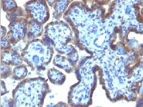 Immunohistochemistry (Formalin/PFA-fixed paraffin-embedded sections) - Anti-MAML3 antibody [MAML3/1303] (AB218492)