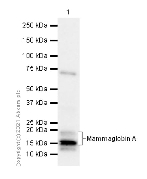 Western blot - Anti-Mammaglobin A antibody [EPR9092] (AB150359), expandable thumbnail