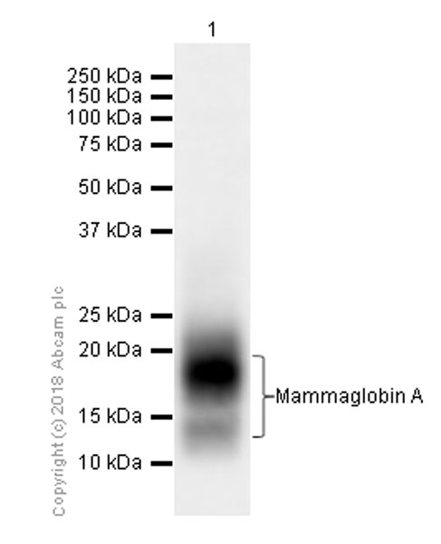 Western blot - Anti-Mammaglobin A antibody [EPR9092] (AB150359), expandable thumbnail